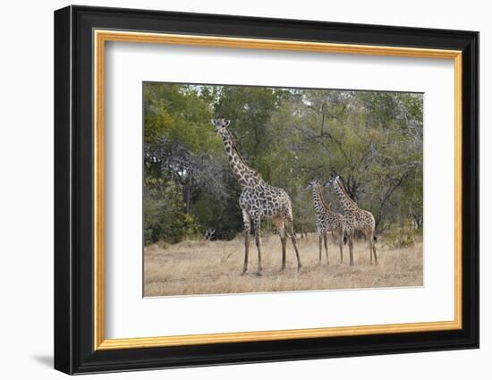 Masai giraffe (Giraffa camelopardalis tippelskirchi), adult and two juveniles, Selous Game Reserve,-James Hager-Framed Photographic Print