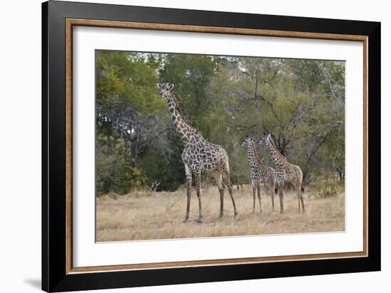 Masai giraffe (Giraffa camelopardalis tippelskirchi), adult and two juveniles, Selous Game Reserve,-James Hager-Framed Photographic Print