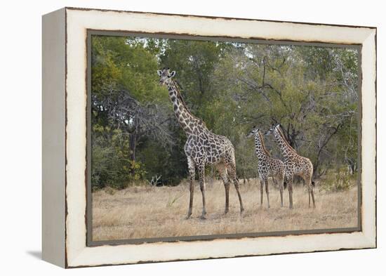 Masai giraffe (Giraffa camelopardalis tippelskirchi), adult and two juveniles, Selous Game Reserve,-James Hager-Framed Premier Image Canvas