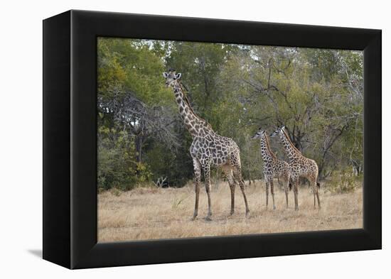 Masai giraffe (Giraffa camelopardalis tippelskirchi), adult and two juveniles, Selous Game Reserve,-James Hager-Framed Premier Image Canvas