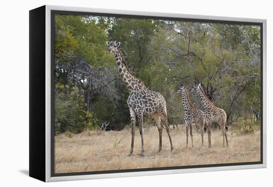 Masai giraffe (Giraffa camelopardalis tippelskirchi), adult and two juveniles, Selous Game Reserve,-James Hager-Framed Premier Image Canvas