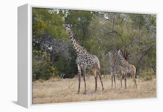 Masai giraffe (Giraffa camelopardalis tippelskirchi), adult and two juveniles, Selous Game Reserve,-James Hager-Framed Premier Image Canvas