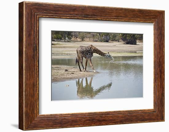 Masai giraffe (Giraffa camelopardalis tippelskirchi) drinking, Selous Game Reserve, Tanzania, East -James Hager-Framed Photographic Print