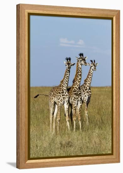 Masai Giraffe (Giraffa Camelopardalis Tippelskirchi) Juveniles, Masai Mara Game Reserve, Kenya-Denis-Huot-Framed Premier Image Canvas