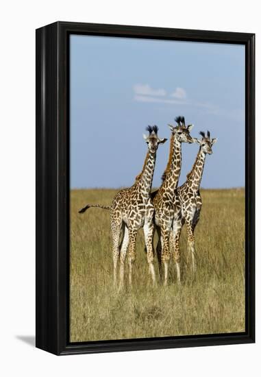 Masai Giraffe (Giraffa Camelopardalis Tippelskirchi) Juveniles, Masai Mara Game Reserve, Kenya-Denis-Huot-Framed Premier Image Canvas