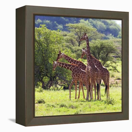 Masai Giraffe (Giraffa Camelopardalis Tippelskirchi), Samburu National Reserve, Kenya-Ivan Vdovin-Framed Premier Image Canvas