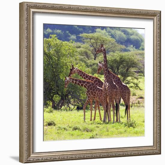 Masai Giraffe (Giraffa Camelopardalis Tippelskirchi), Samburu National Reserve, Kenya-Ivan Vdovin-Framed Photographic Print