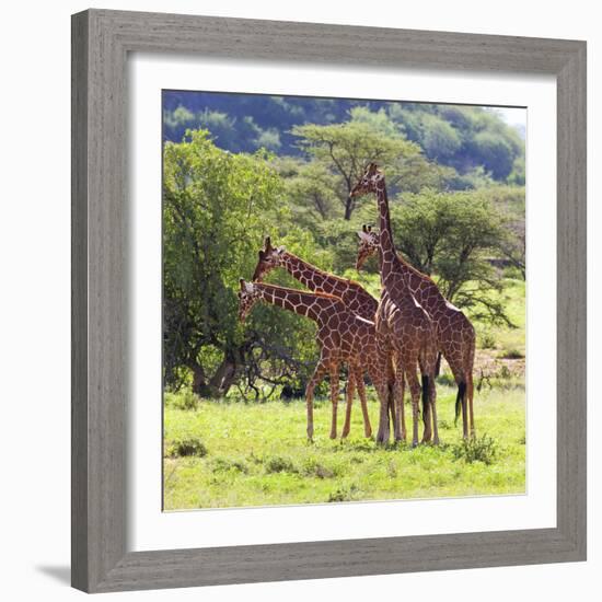 Masai Giraffe (Giraffa Camelopardalis Tippelskirchi), Samburu National Reserve, Kenya-Ivan Vdovin-Framed Photographic Print