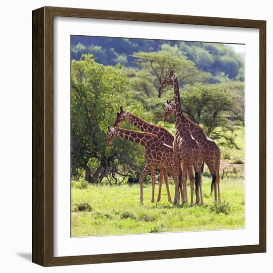 Masai Giraffe (Giraffa Camelopardalis Tippelskirchi), Samburu National Reserve, Kenya-Ivan Vdovin-Framed Photographic Print