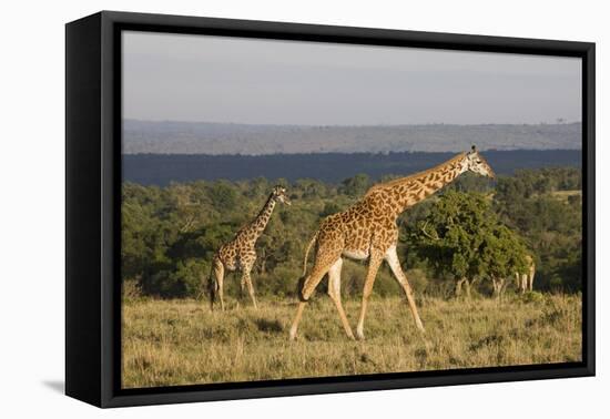 Masai Giraffe (Giraffa Camelopardalis Tippelskirchi)-Angelo Cavalli-Framed Premier Image Canvas