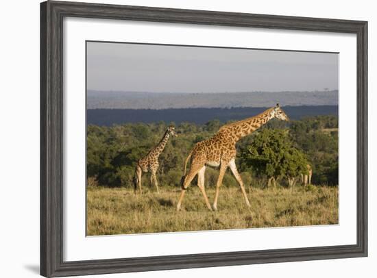 Masai Giraffe (Giraffa Camelopardalis Tippelskirchi)-Angelo Cavalli-Framed Photographic Print
