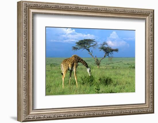 Masai Giraffe Grazing on the Serengeti with Acacia Tree and Clouds-John Alves-Framed Photographic Print