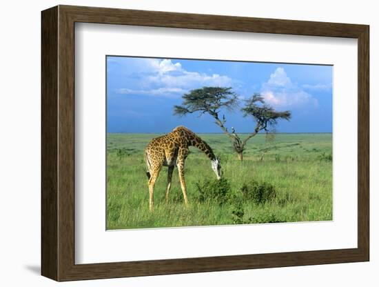 Masai Giraffe Grazing on the Serengeti with Acacia Tree and Clouds-John Alves-Framed Photographic Print