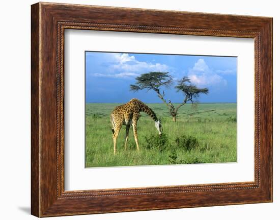 Masai Giraffe Grazing on the Serengeti with Acacia Tree and Clouds-John Alves-Framed Photographic Print