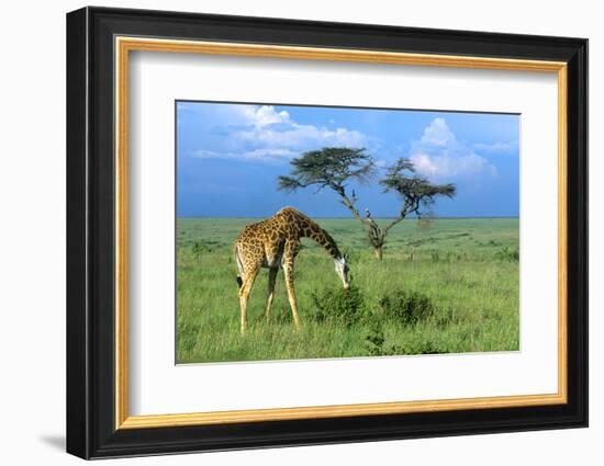 Masai Giraffe Grazing on the Serengeti with Acacia Tree and Clouds-John Alves-Framed Photographic Print