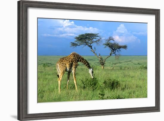 Masai Giraffe Grazing on the Serengeti with Acacia Tree and Clouds-John Alves-Framed Photographic Print