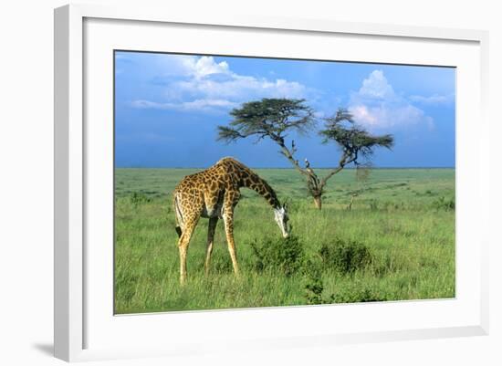 Masai Giraffe Grazing on the Serengeti with Acacia Tree and Clouds-John Alves-Framed Photographic Print