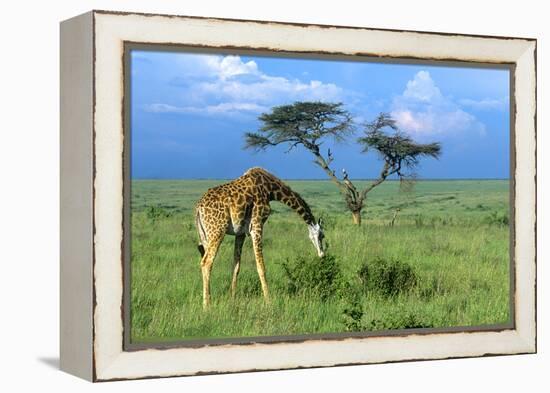 Masai Giraffe Grazing on the Serengeti with Acacia Tree and Clouds-John Alves-Framed Premier Image Canvas