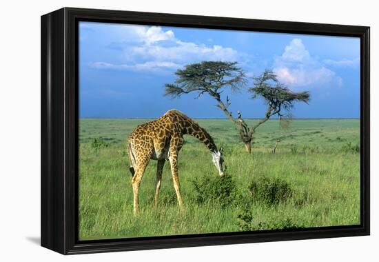 Masai Giraffe Grazing on the Serengeti with Acacia Tree and Clouds-John Alves-Framed Premier Image Canvas