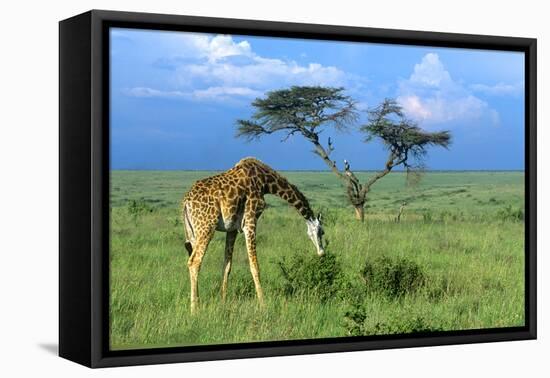 Masai Giraffe Grazing on the Serengeti with Acacia Tree and Clouds-John Alves-Framed Premier Image Canvas