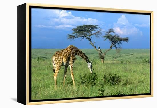 Masai Giraffe Grazing on the Serengeti with Acacia Tree and Clouds-John Alves-Framed Premier Image Canvas