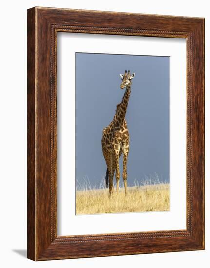 Masai Giraffe, Masai Mara Game Reserve, Kenya, Africa-Adam Jones-Framed Photographic Print