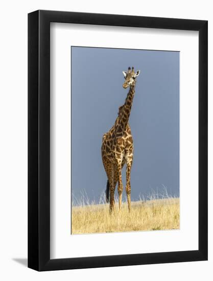 Masai Giraffe, Masai Mara Game Reserve, Kenya, Africa-Adam Jones-Framed Photographic Print