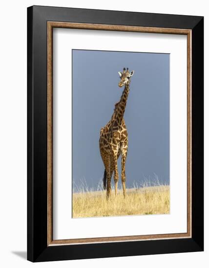 Masai Giraffe, Masai Mara Game Reserve, Kenya, Africa-Adam Jones-Framed Photographic Print