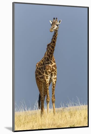 Masai Giraffe, Masai Mara Game Reserve, Kenya, Africa-Adam Jones-Mounted Photographic Print