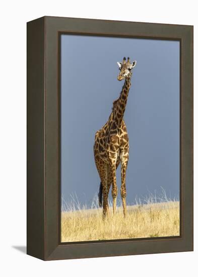 Masai Giraffe, Masai Mara Game Reserve, Kenya, Africa-Adam Jones-Framed Premier Image Canvas