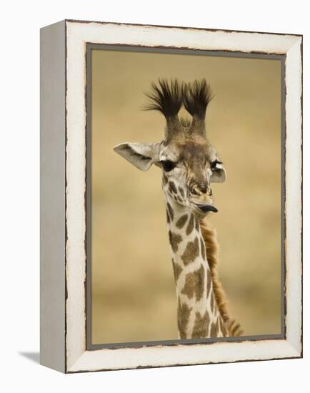 Masai Giraffe, Masai Mara Game Reserve, Kenya-Joe & Mary Ann McDonald-Framed Premier Image Canvas