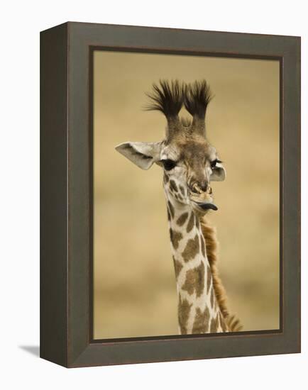 Masai Giraffe, Masai Mara Game Reserve, Kenya-Joe & Mary Ann McDonald-Framed Premier Image Canvas