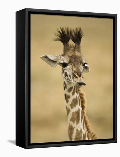 Masai Giraffe, Masai Mara Game Reserve, Kenya-Joe & Mary Ann McDonald-Framed Premier Image Canvas