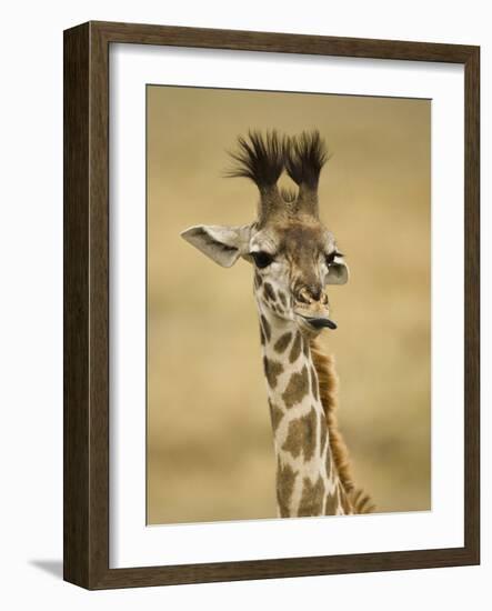 Masai Giraffe, Masai Mara Game Reserve, Kenya-Joe & Mary Ann McDonald-Framed Photographic Print