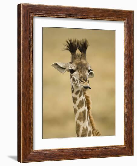 Masai Giraffe, Masai Mara Game Reserve, Kenya-Joe & Mary Ann McDonald-Framed Photographic Print