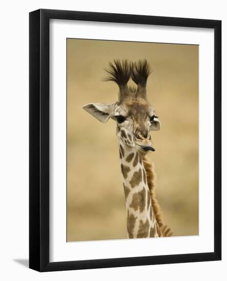 Masai Giraffe, Masai Mara Game Reserve, Kenya-Joe & Mary Ann McDonald-Framed Photographic Print