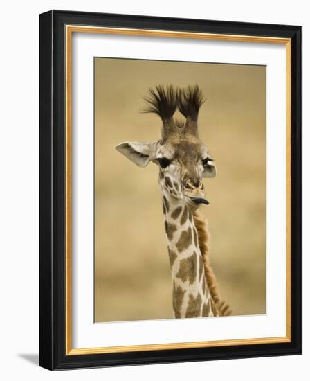 Masai Giraffe, Masai Mara Game Reserve, Kenya-Joe & Mary Ann McDonald-Framed Photographic Print