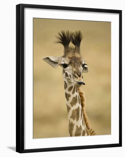 Masai Giraffe, Masai Mara Game Reserve, Kenya-Joe & Mary Ann McDonald-Framed Photographic Print