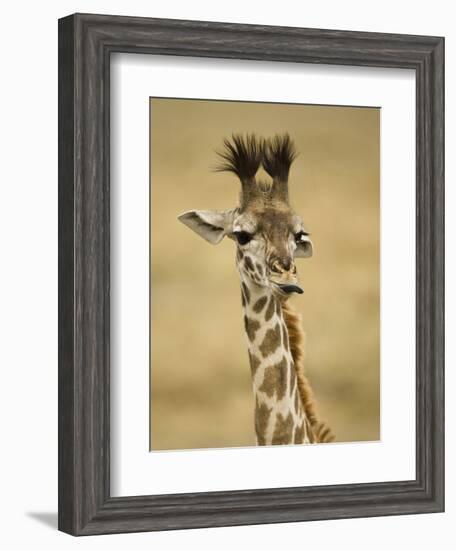 Masai Giraffe, Masai Mara Game Reserve, Kenya-Joe & Mary Ann McDonald-Framed Photographic Print