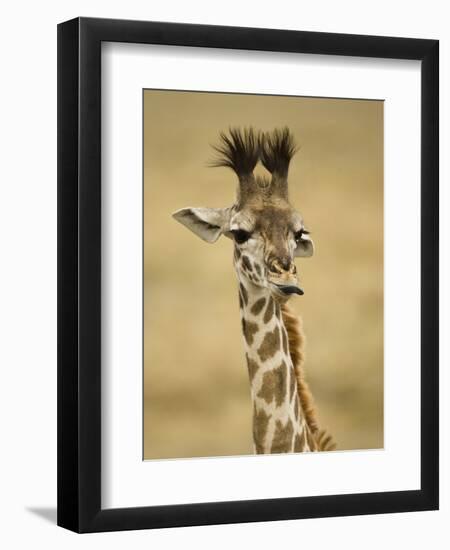 Masai Giraffe, Masai Mara Game Reserve, Kenya-Joe & Mary Ann McDonald-Framed Photographic Print