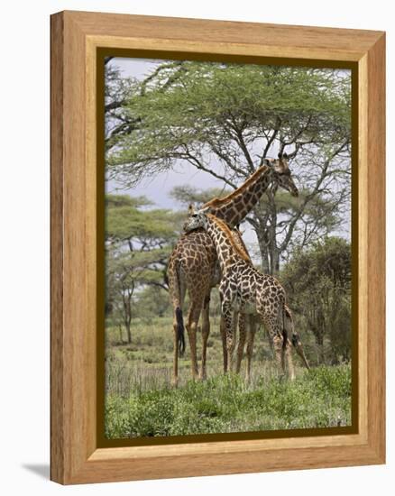 Masai Giraffe Mother and Young, Serengeti National Park, Tanzania, Africa-James Hager-Framed Premier Image Canvas