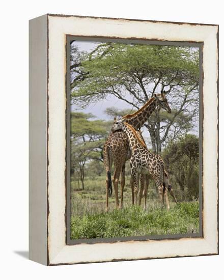 Masai Giraffe Mother and Young, Serengeti National Park, Tanzania, Africa-James Hager-Framed Premier Image Canvas