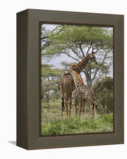 Masai Giraffe Mother and Young, Serengeti National Park, Tanzania, Africa-James Hager-Framed Premier Image Canvas