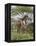 Masai Giraffe Mother and Young, Serengeti National Park, Tanzania, Africa-James Hager-Framed Premier Image Canvas