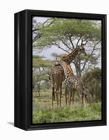 Masai Giraffe Mother and Young, Serengeti National Park, Tanzania, Africa-James Hager-Framed Premier Image Canvas