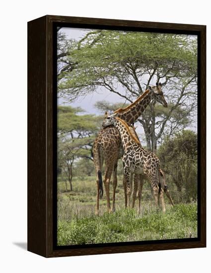 Masai Giraffe Mother and Young, Serengeti National Park, Tanzania, Africa-James Hager-Framed Premier Image Canvas