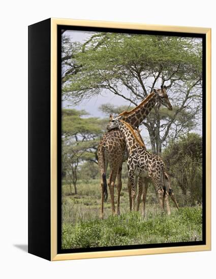 Masai Giraffe Mother and Young, Serengeti National Park, Tanzania, Africa-James Hager-Framed Premier Image Canvas