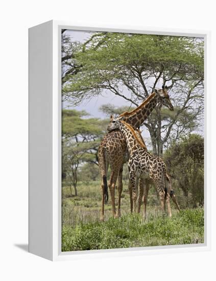 Masai Giraffe Mother and Young, Serengeti National Park, Tanzania, Africa-James Hager-Framed Premier Image Canvas