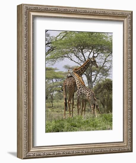 Masai Giraffe Mother and Young, Serengeti National Park, Tanzania, Africa-James Hager-Framed Photographic Print