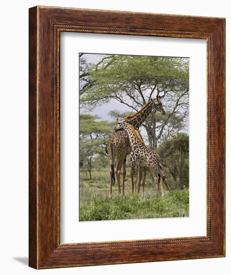 Masai Giraffe Mother and Young, Serengeti National Park, Tanzania, Africa-James Hager-Framed Photographic Print